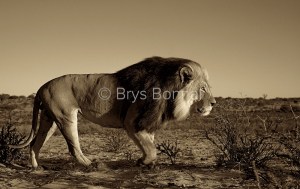 Lion record - Kalahari NP